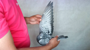 Pigeon image