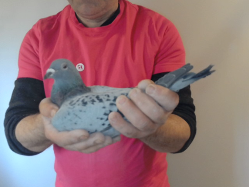 Pigeon image