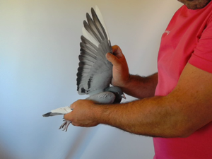 Pigeon image