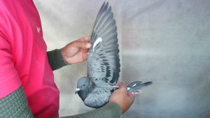 Pigeon image