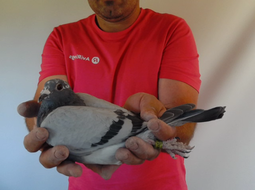 Pigeon image