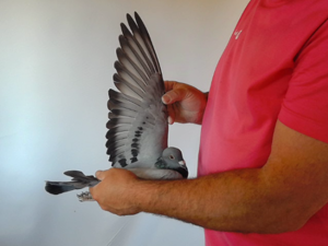 Pigeon image