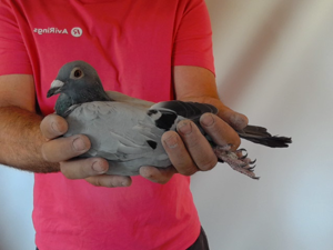 Pigeon image