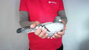 Pigeon image