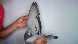 Pigeon image