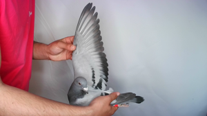 Pigeon image