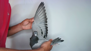 Pigeon image