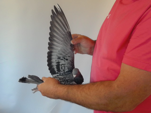 Pigeon image