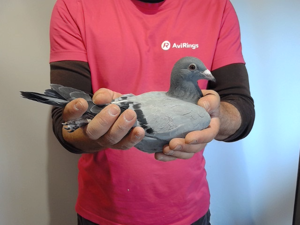 Pigeon image