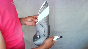 Pigeon image