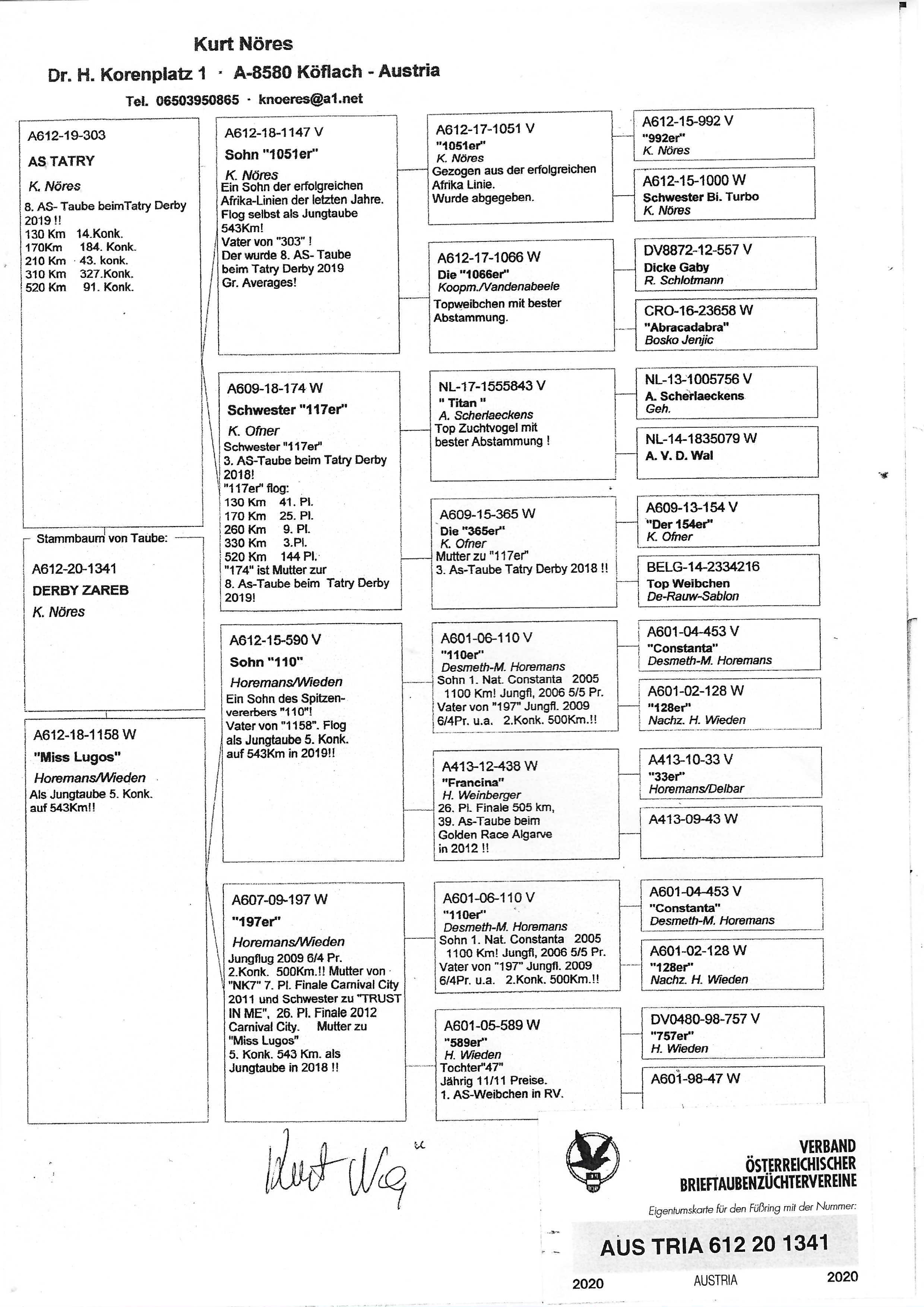 Pigeon pedigree image