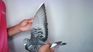 Pigeon image