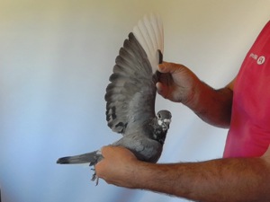 Pigeon image