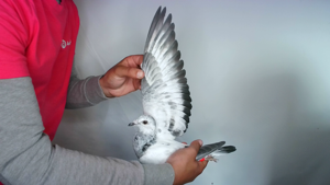Pigeon image
