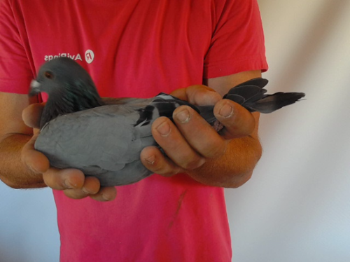 Pigeon image