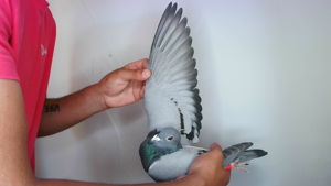 Pigeon image