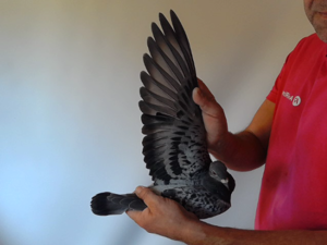 Pigeon image