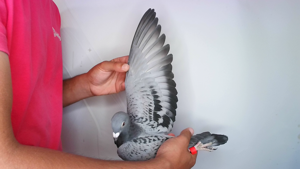 Pigeon image