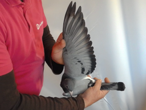 Pigeon image