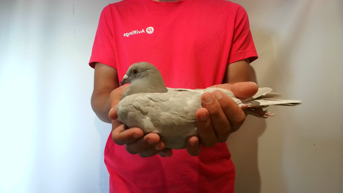 Pigeon image