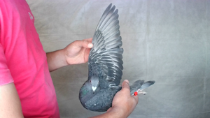 Pigeon image