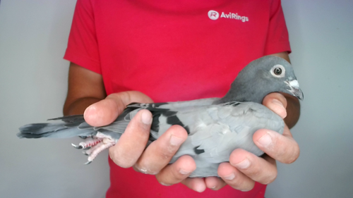 Pigeon image