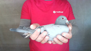 Pigeon image