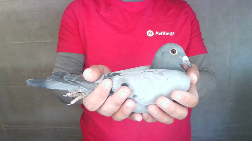 Pigeon image