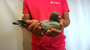 Pigeon image