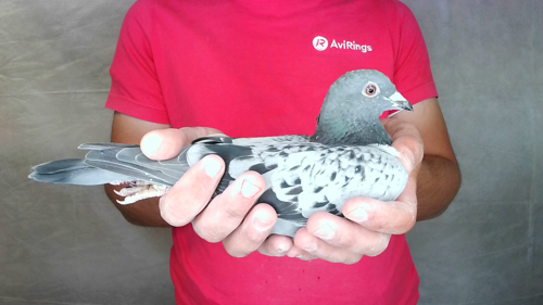 Pigeon image