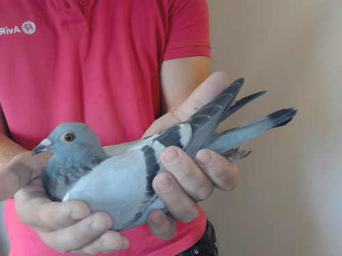 Pigeon image