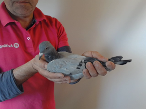 Pigeon image
