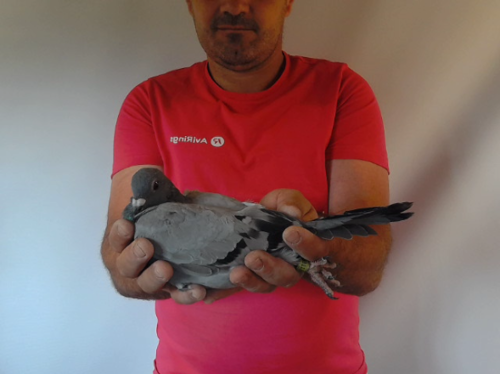 Pigeon image