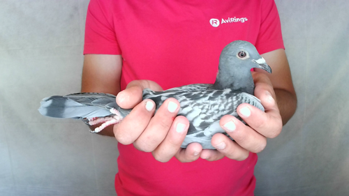 Pigeon image