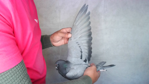 Pigeon image