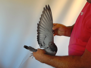 Pigeon image