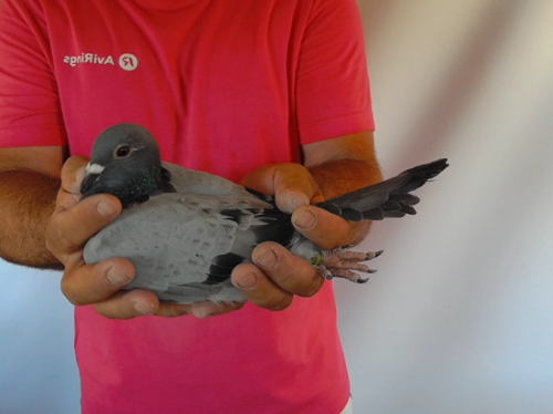 Pigeon image