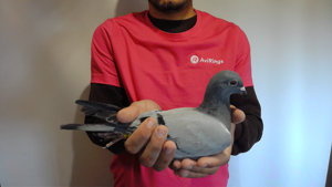 Pigeon image