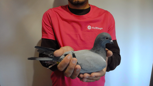 Pigeon image