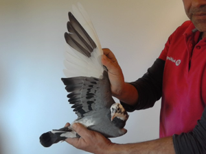 Pigeon image