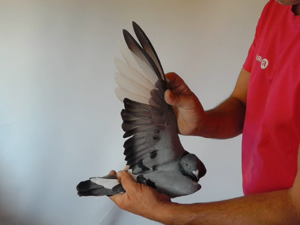 Pigeon image