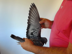 Pigeon image