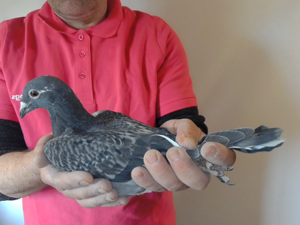 Pigeon image