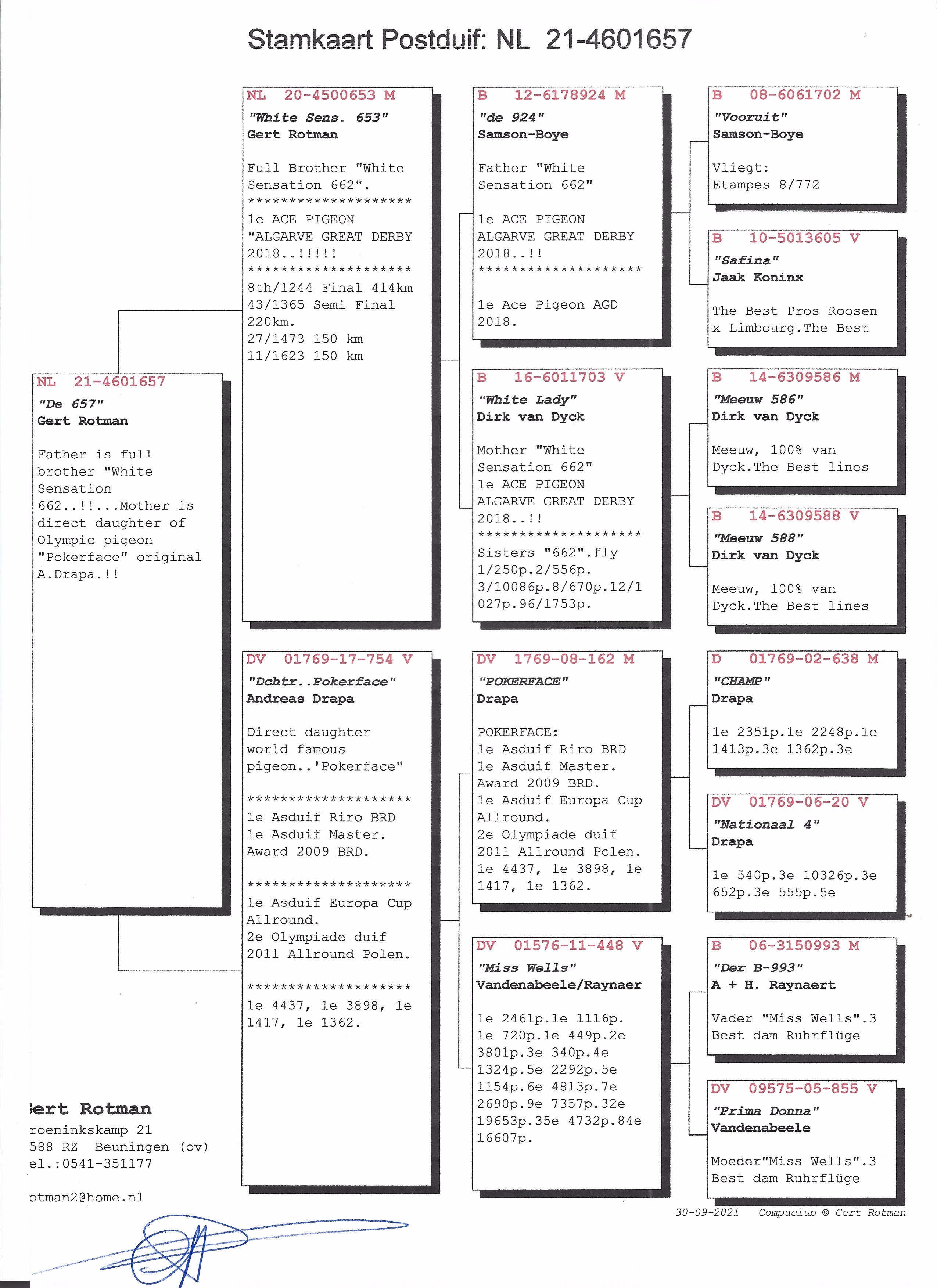Pigeon pedigree image
