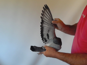 Pigeon image