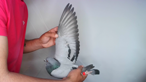 Pigeon image