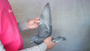 Pigeon image