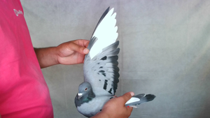 Pigeon image