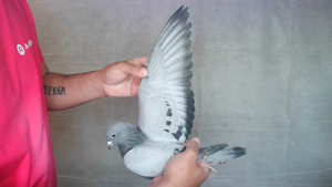 Pigeon image