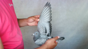 Pigeon image